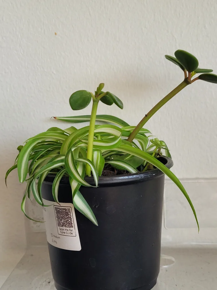Spider Plant & Peperomia Plant thumbnail