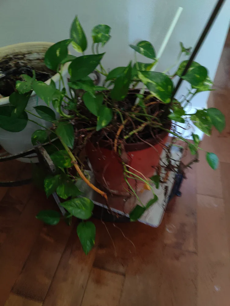 Potted Golden Pothos Plant thumbnail