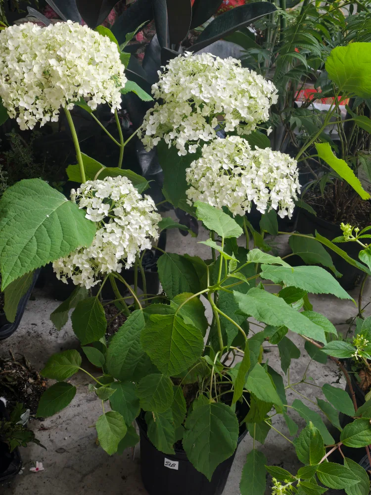 Annabelle hydrangea 2gallon pot image indicator(3)