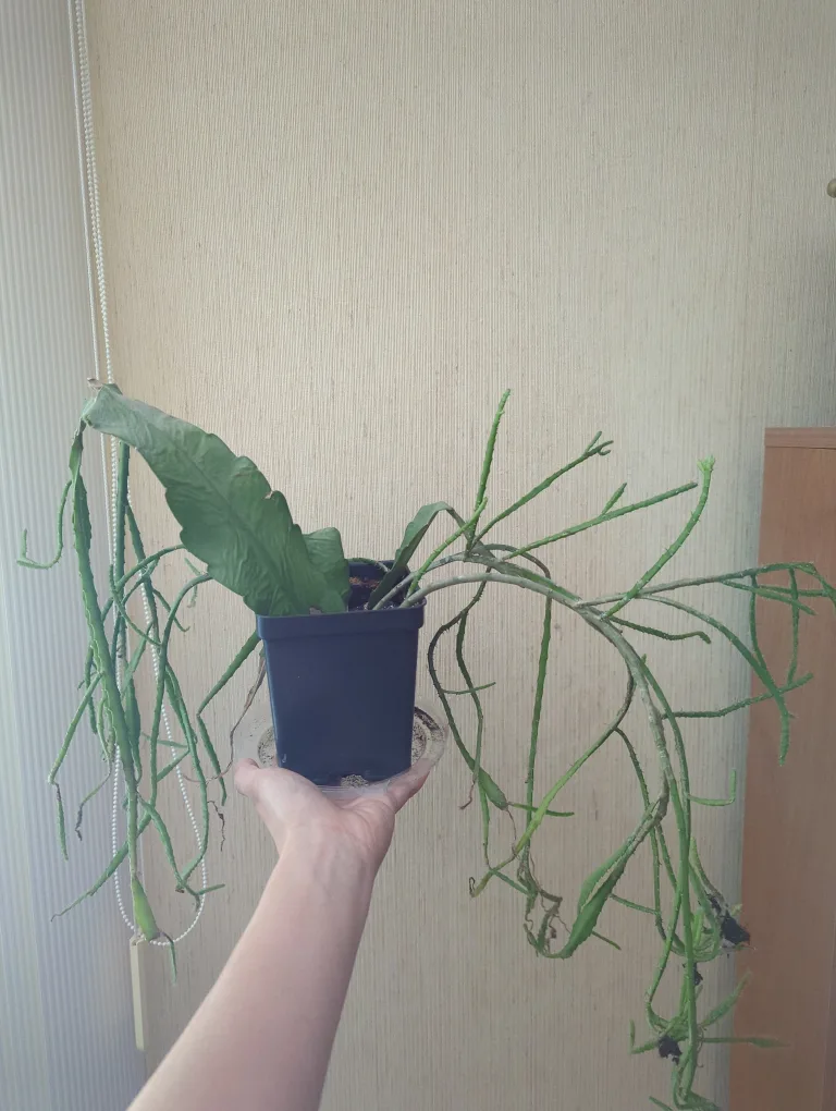 Large Epiphyllum Anguliger Plant (Fishbone Cactus) 🇨🇦🍁 thumbnail