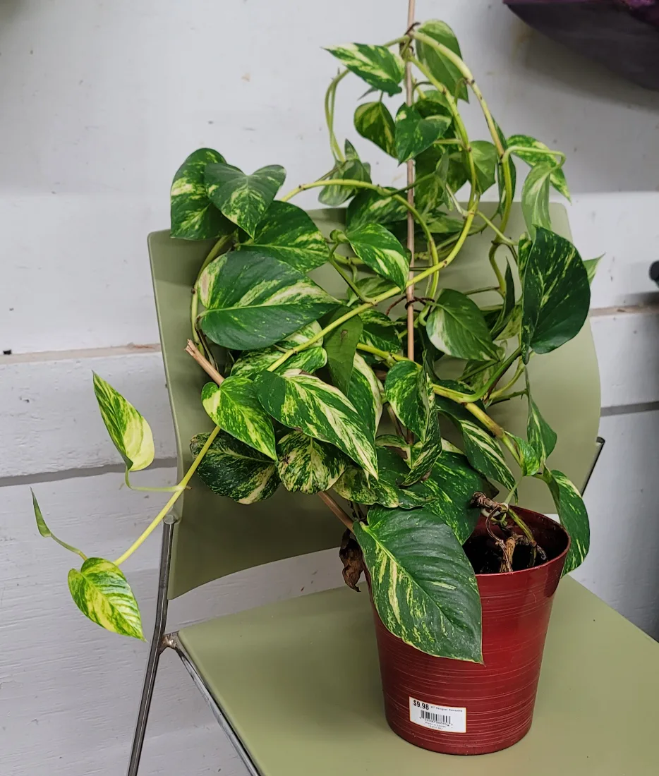 Potted Golden Pothos Plant thumbnail