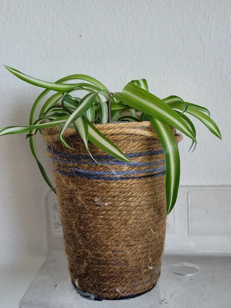 Potted Spider Plant thumbnail