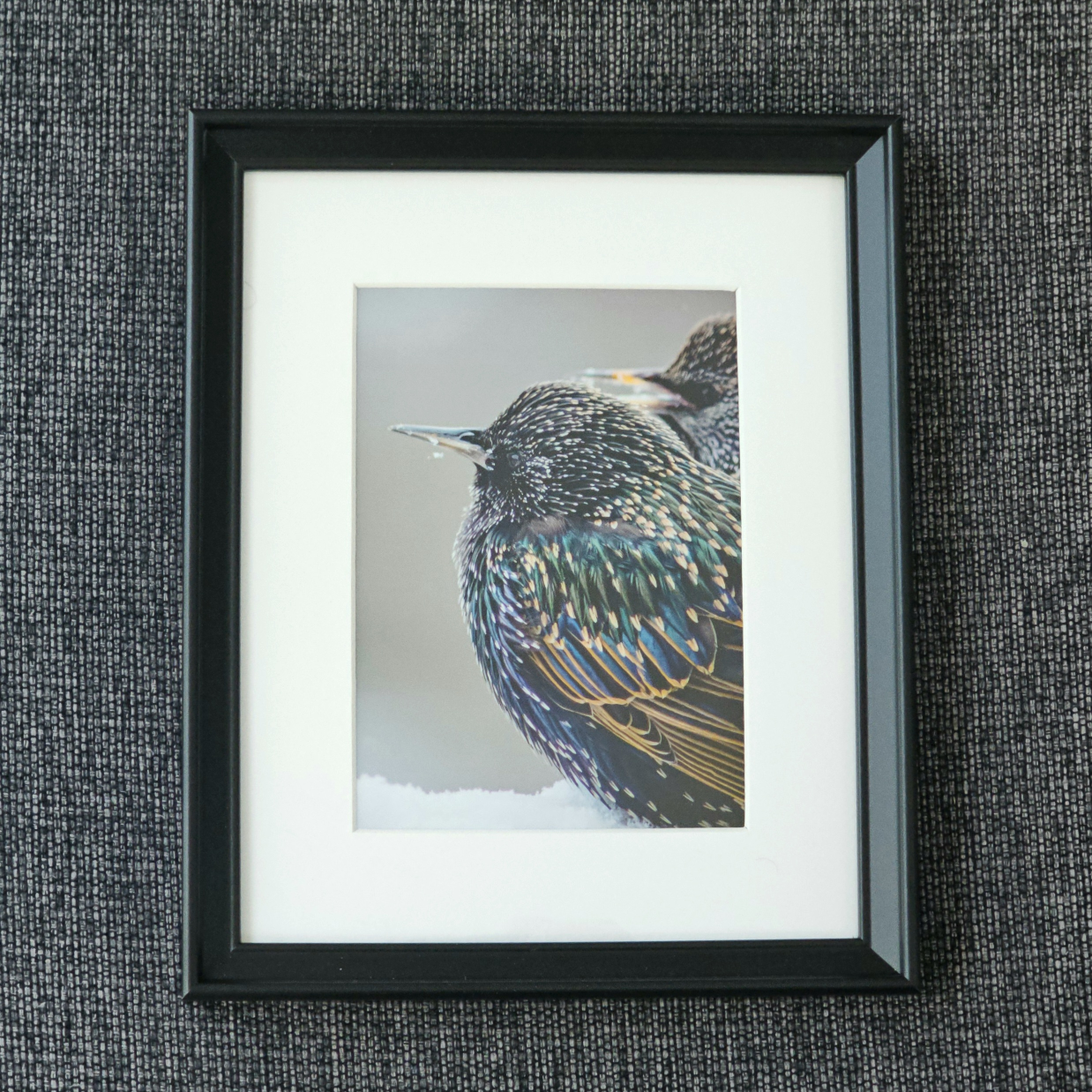 Framed European Starling Photo Print