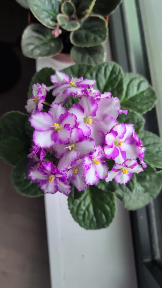 Assorted African violet colors. thumbnail
