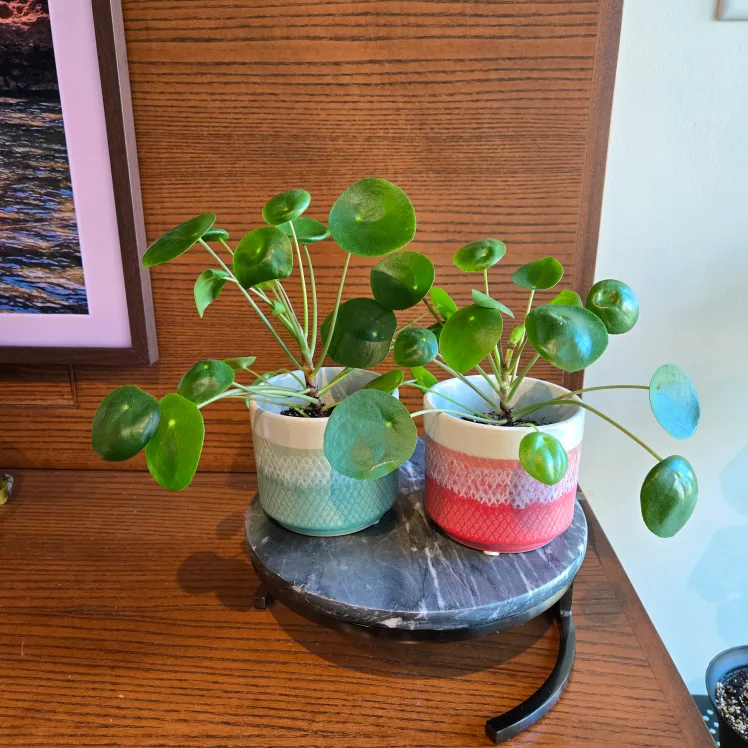 Pair of Pilea Plant WITH pots! 🌱 thumbnail