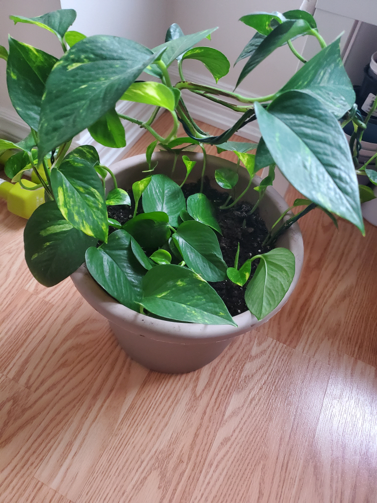 Potted Golden Pothos Plant