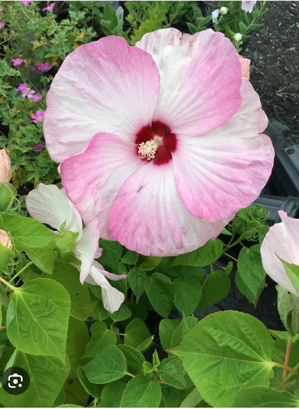 Luna Rose Hibiscus Plant. available in 4 color image indicator(2)