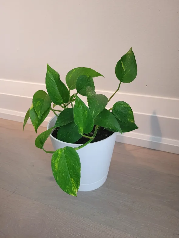 Golden Pothos in a White Pot thumbnail