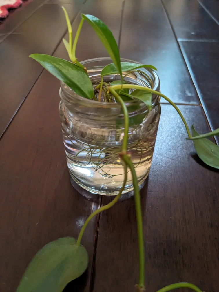 Pothos Plant Cutting #freecycle thumbnail