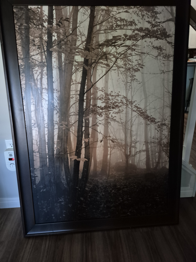 Birch tree picture