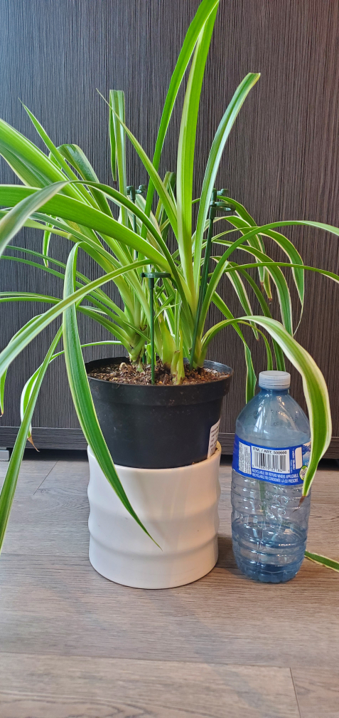 Spider Plant in black pot