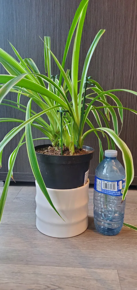 Spider Plant in black pot thumbnail