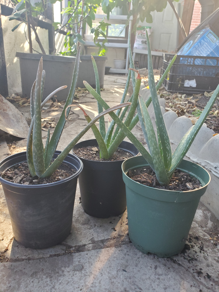 Aloe Vera Plants