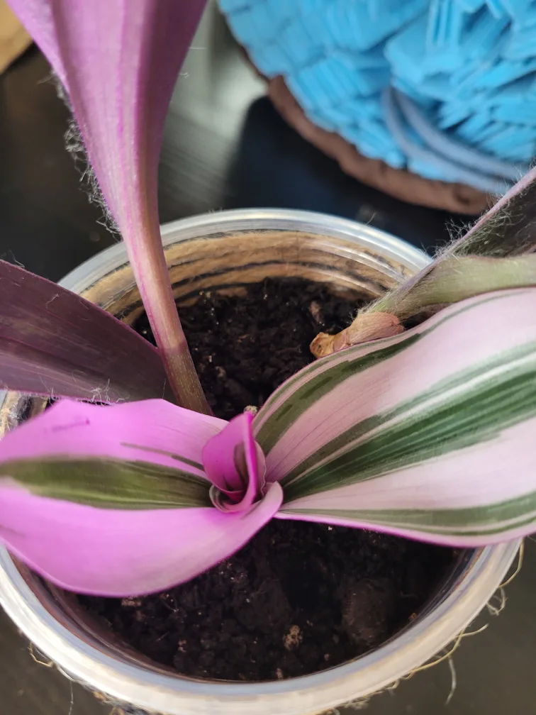 Tradescantia Plant in Jute-Wrapped Pot thumbnail