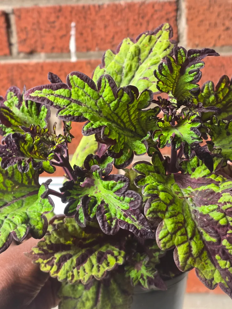 Coleus Plant - Green & Purple Foliage thumbnail