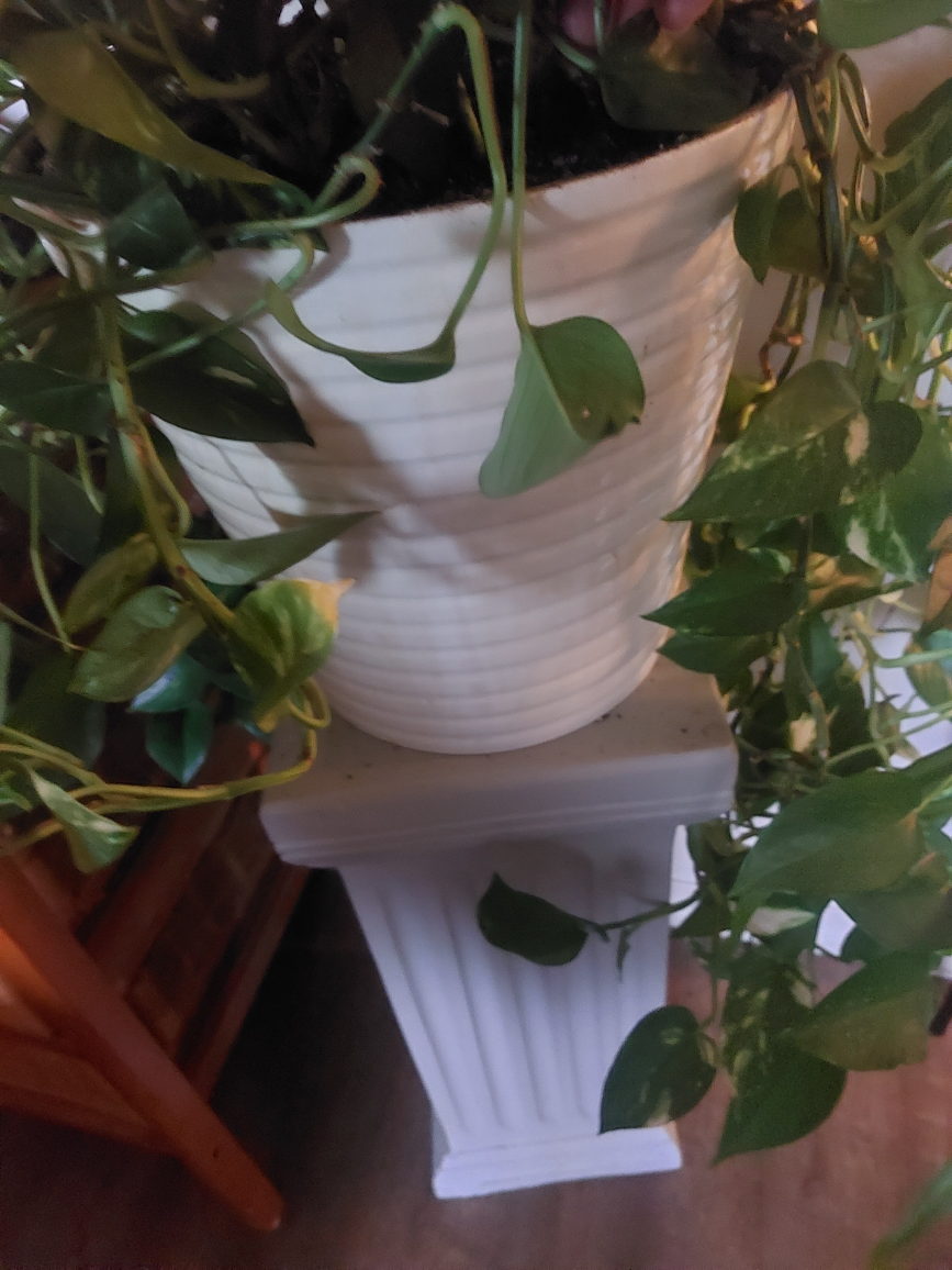beautiful healthy plant and pedestal - photo 3
