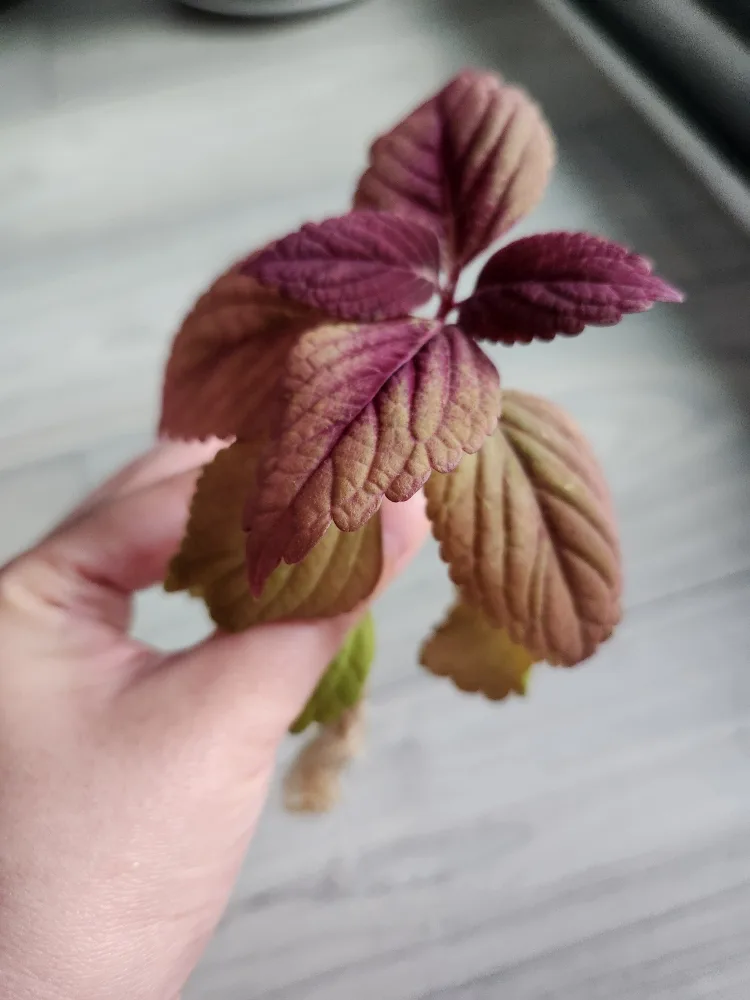 Coleus Plant Cutting image indicator(4)