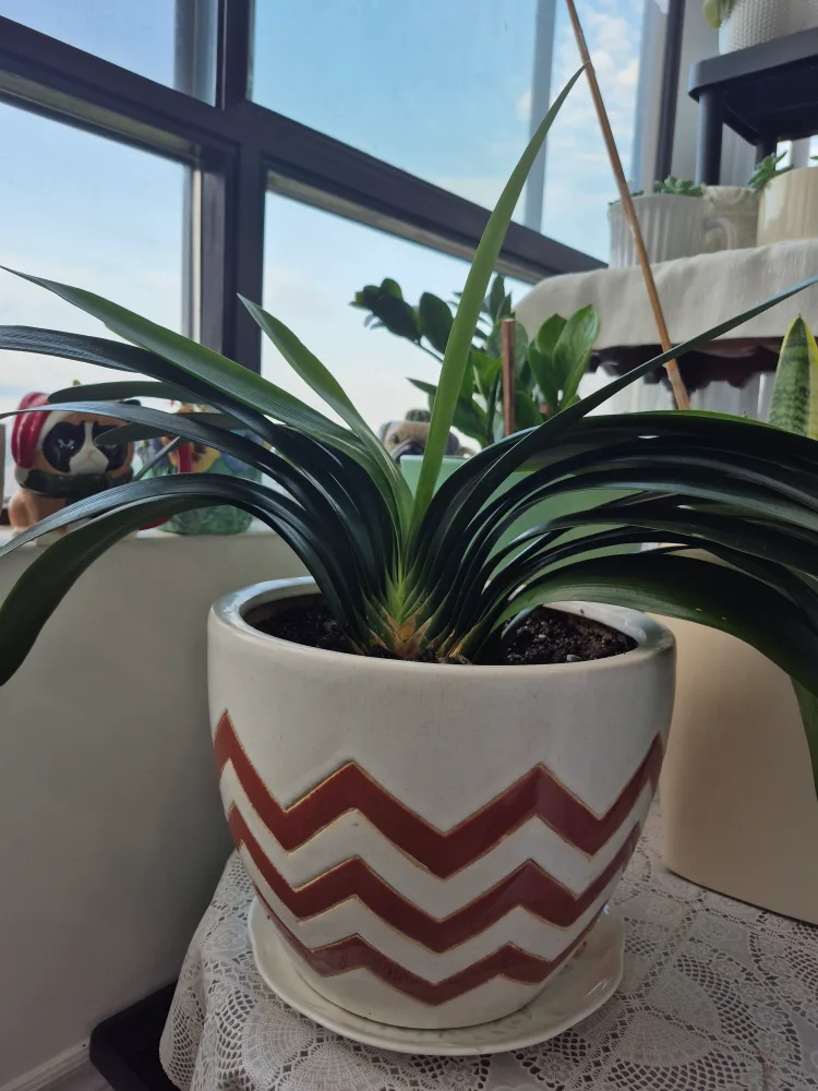 Potted Clivia Plant thumbnail
