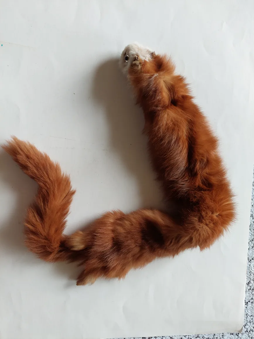 Ferret Pelt thumbnail