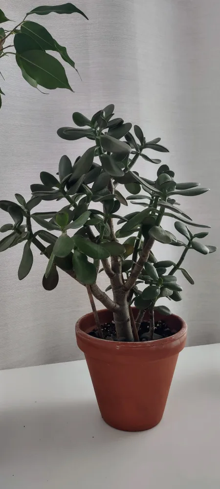 Jade Plant in Terracotta Pot (which pot 19inch) thumbnail