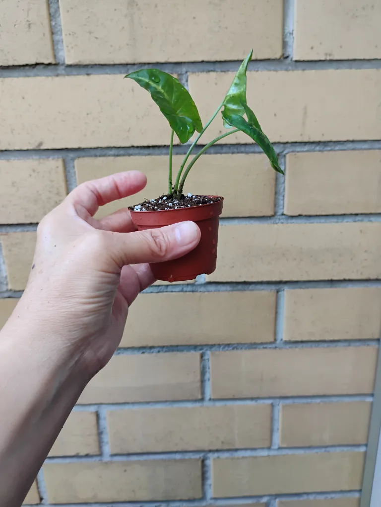 Baby Syngonium (Arrowhead) Plant image indicator(4)