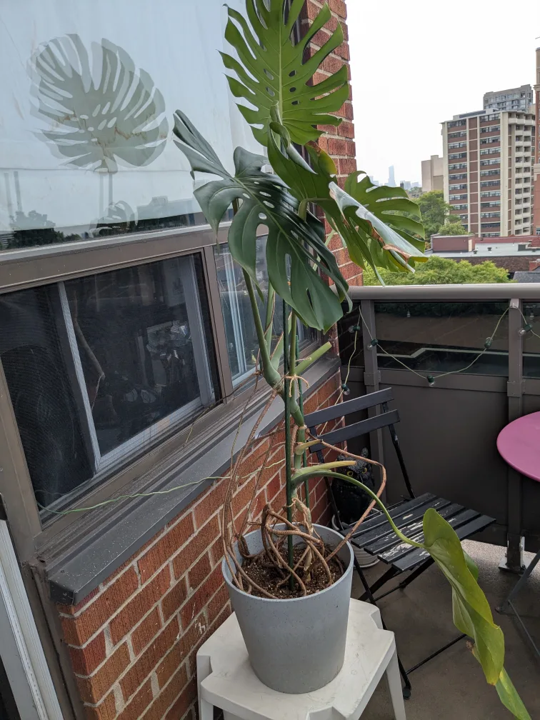 massive monstera thumbnail