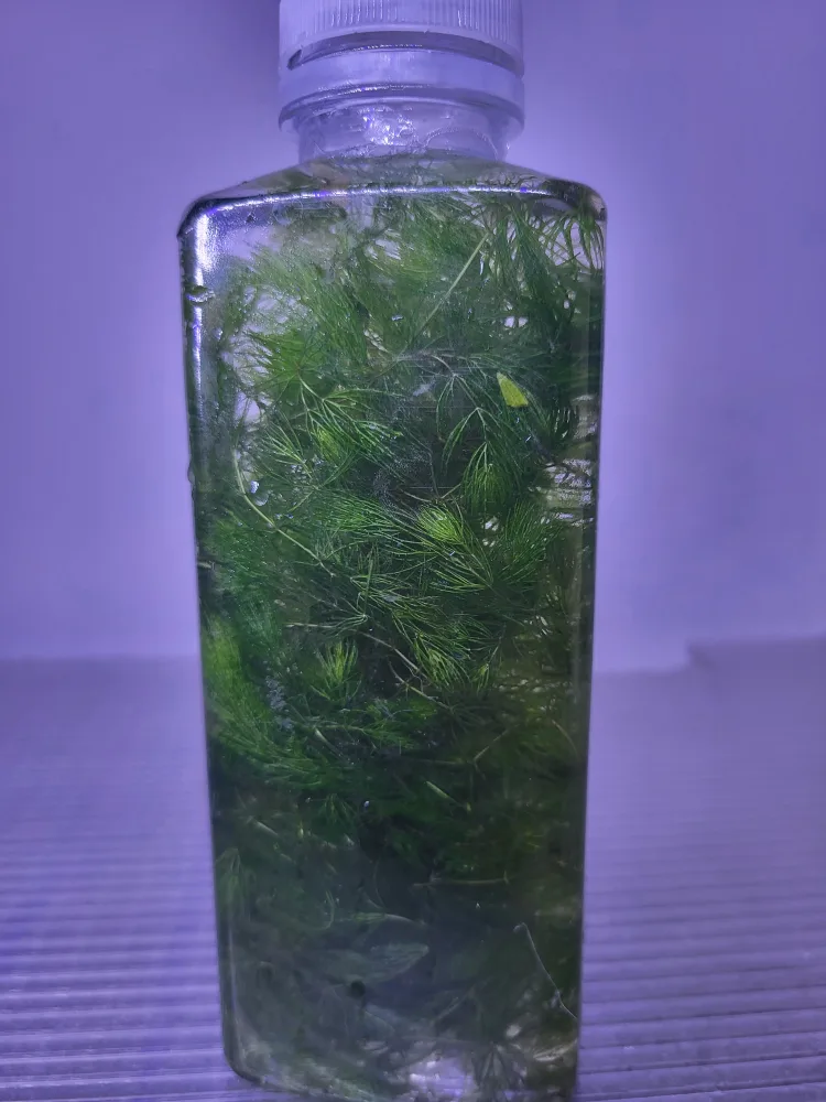 Aquatic Plant in Bottle thumbnail