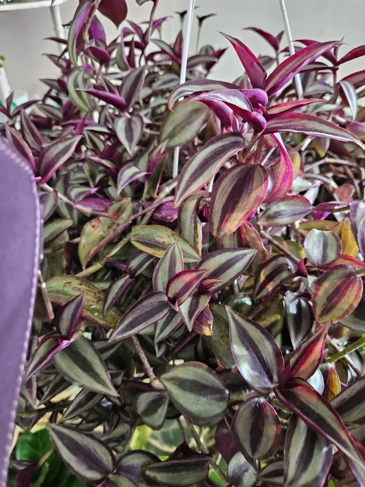 🇨🇦Wandering Jew Plant 8" hanging basket 🇨🇦 image indicator(2)