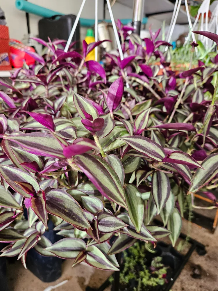 🇨🇦Wandering Jew Plant 8" hanging basket 🇨🇦 image indicator(4)
