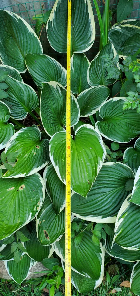 Hosta image indicator(2)