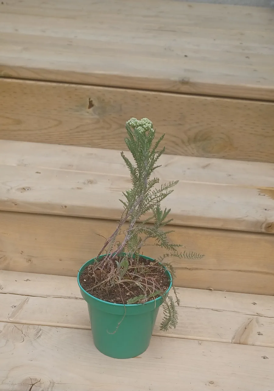 Red Yarrow Plant thumbnail