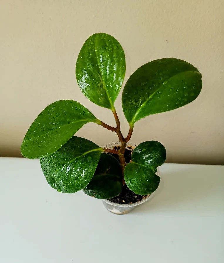 11" Rubber Plant  🇨🇦 thumbnail