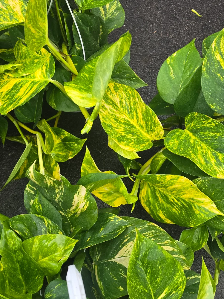 hawaian pothos  8"hanging Basket image indicator(10)