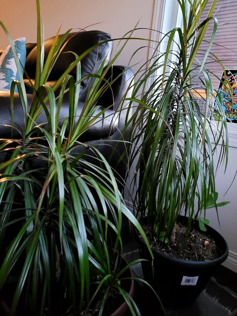 Dracaena Marginata Plant thumbnail