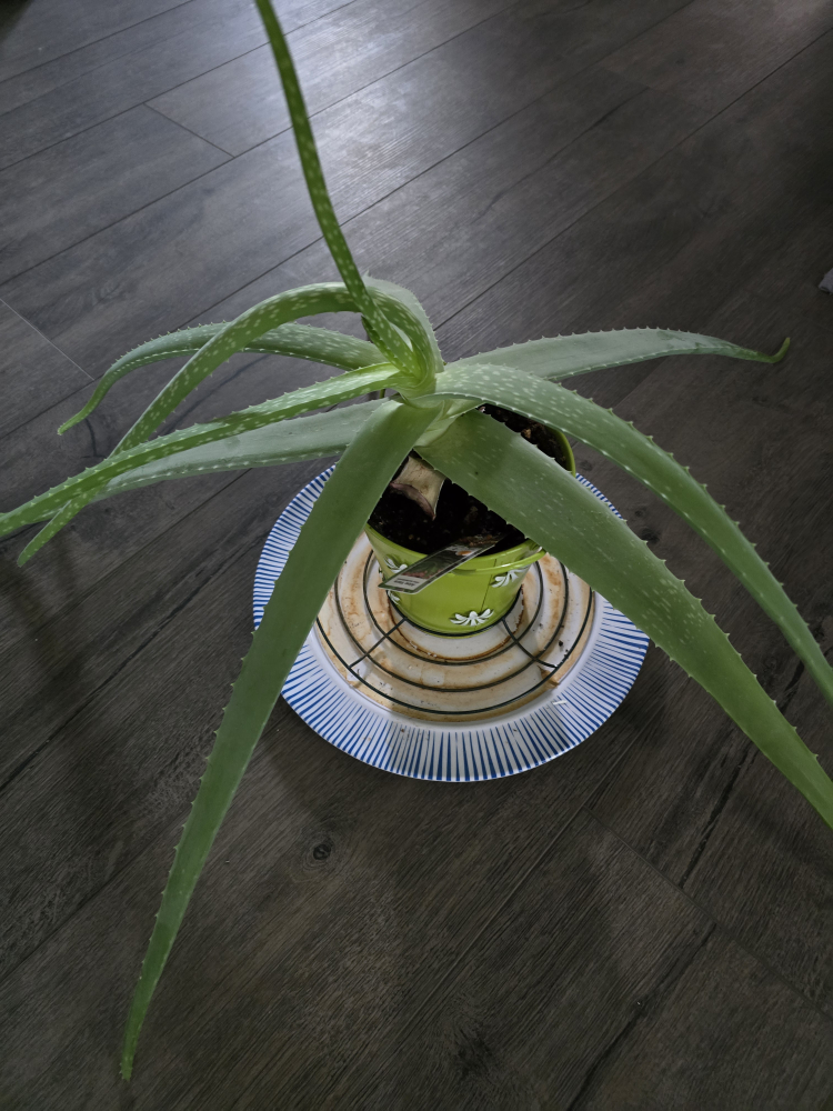 Aloe Vera Plant . Large & Healthy.
