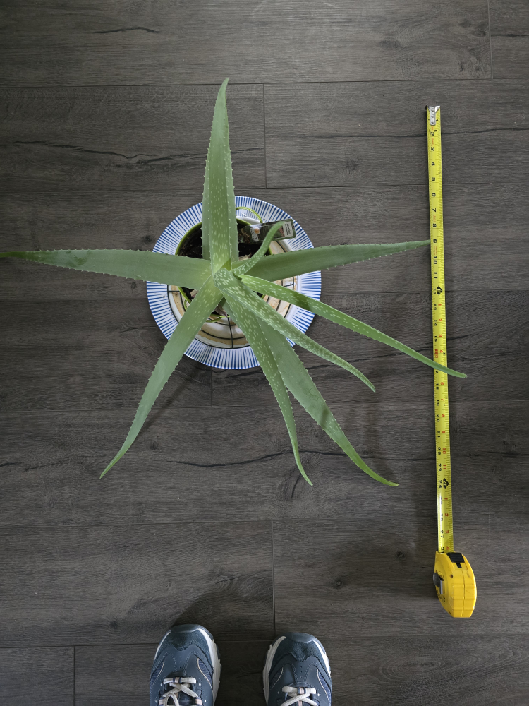 Aloe Vera Plant . Large & Healthy. - photo 2