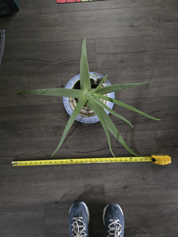 Aloe Vera Plant . Large & Healthy. - photo 3