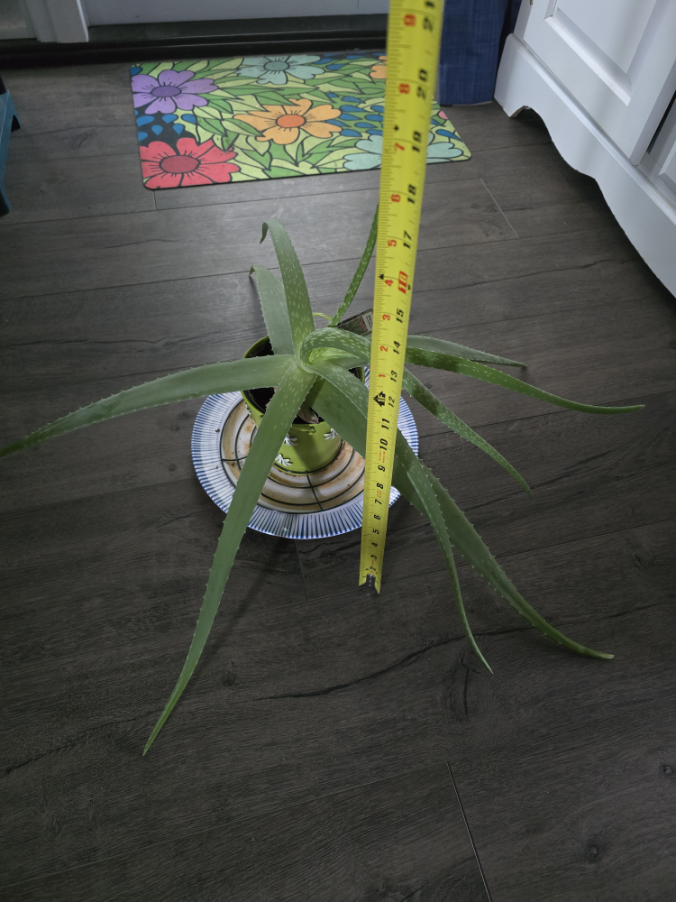 Aloe Vera Plant . Large & Healthy. - photo 4