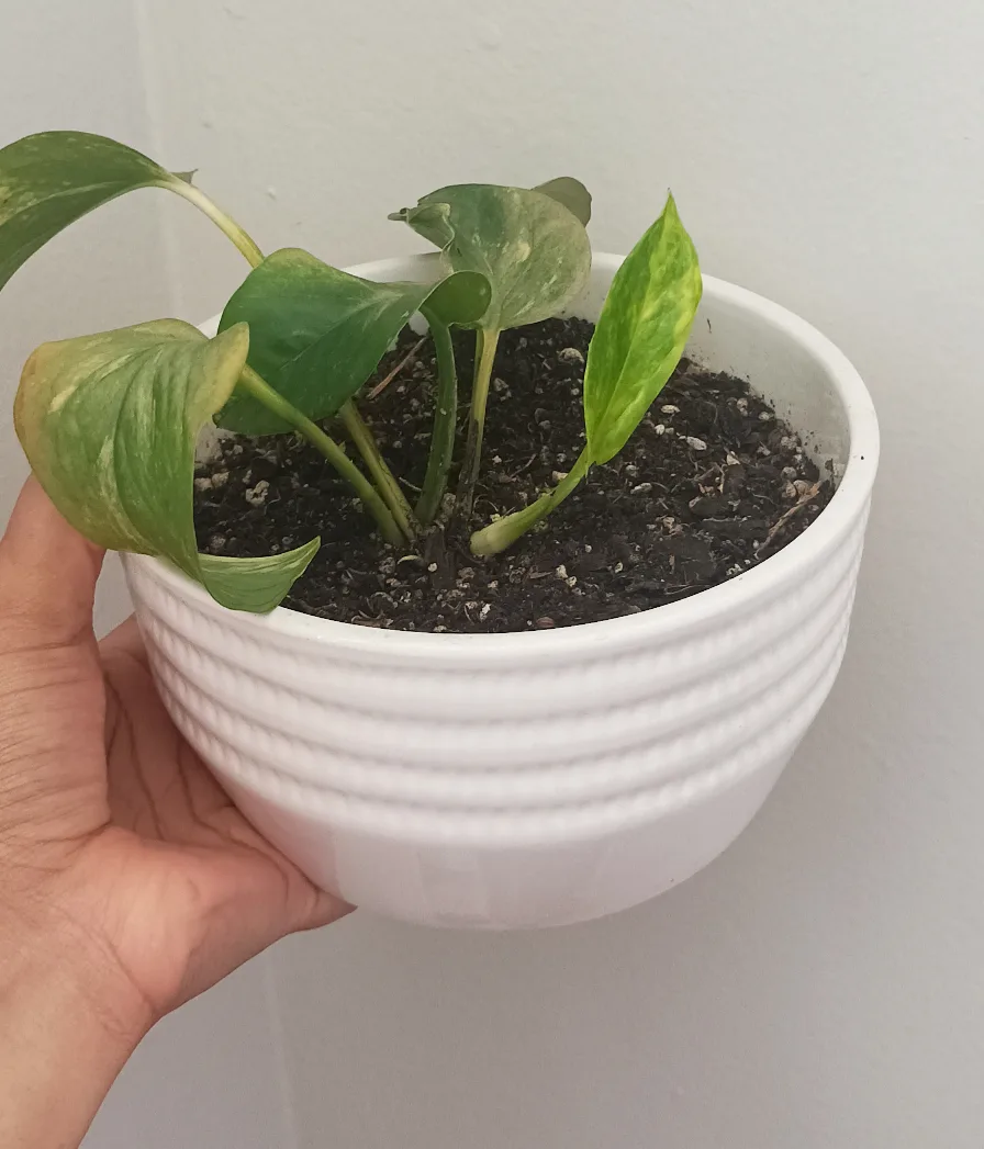 Golden Pothos + free little mint plant, garden boards thumbnail