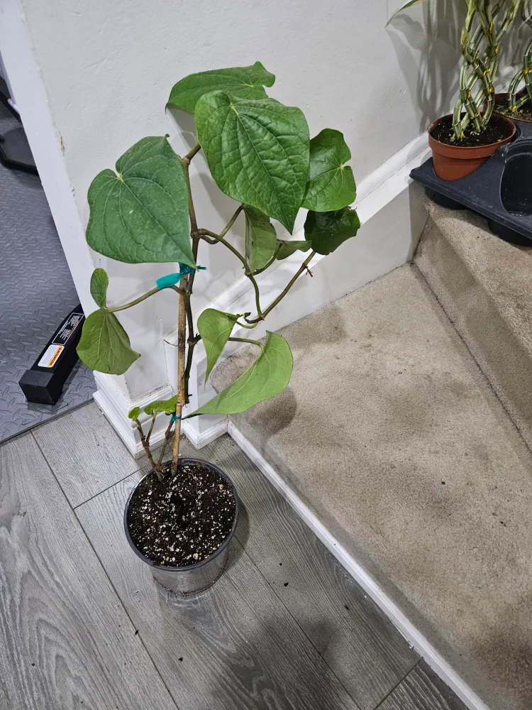 🇨🇦Potted Betel Leaf Plant🍁 thumbnail