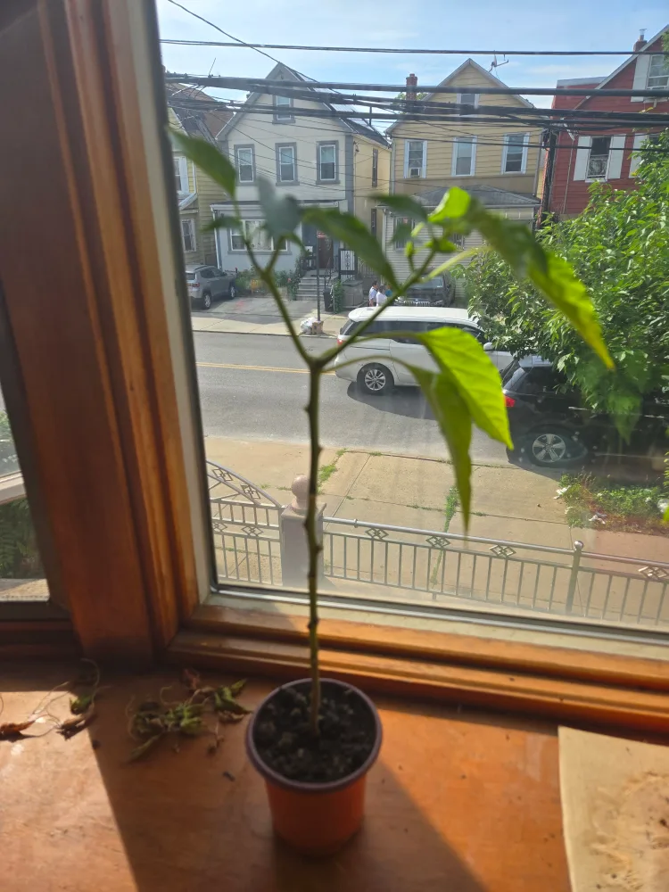 pepper plant thumbnail