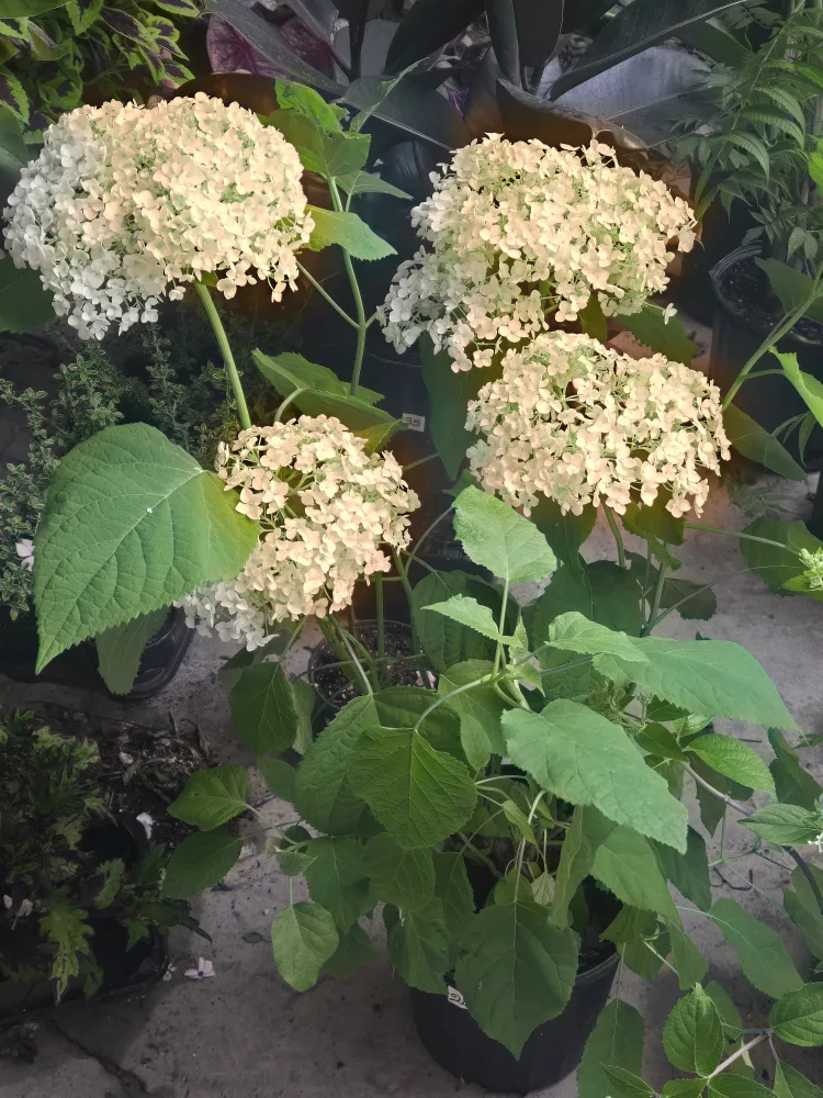 Annabelle hydrangea 2gallon pot image indicator(2)