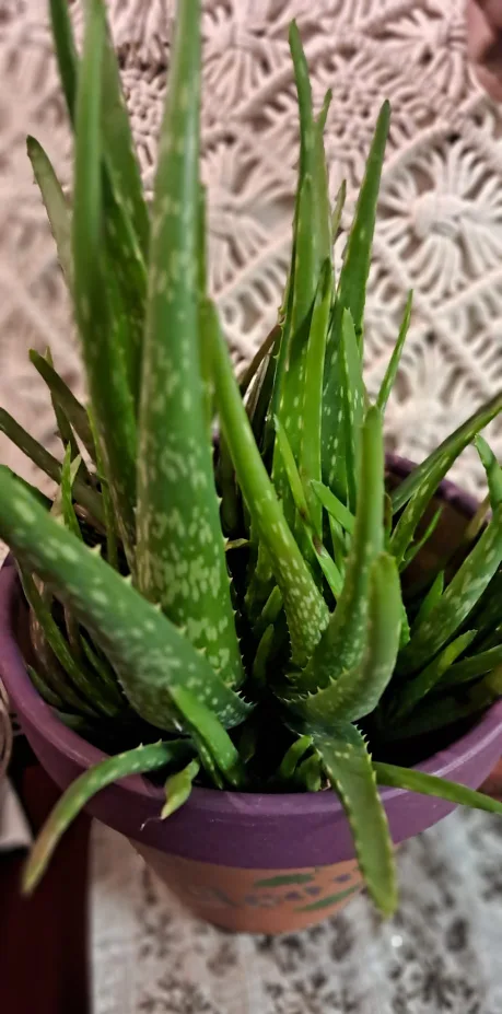 Aloe Vera Plant in Decorated Pot image indicator(2)