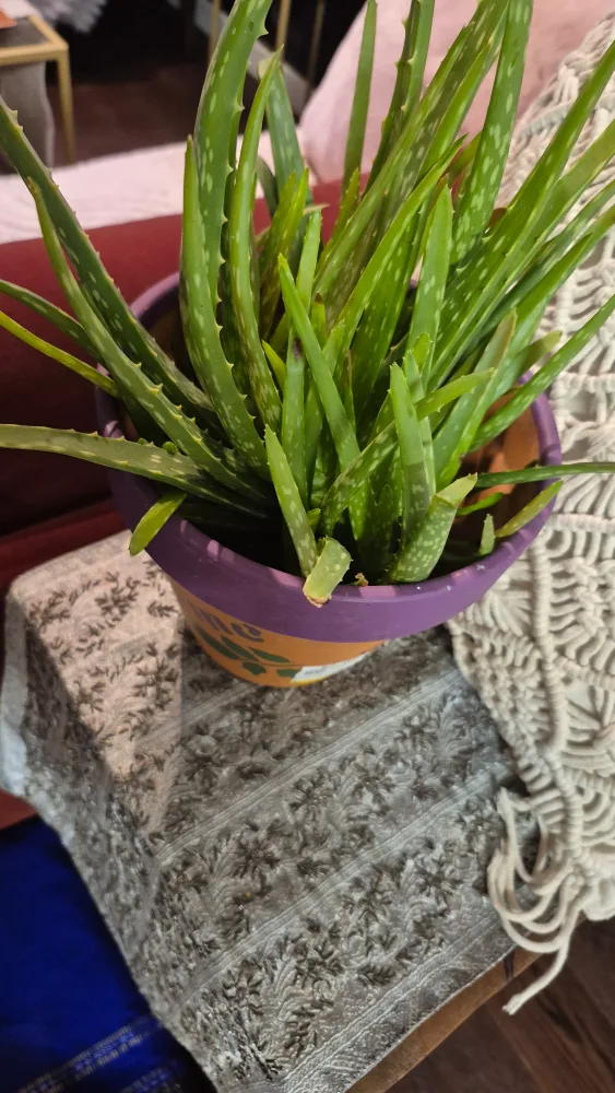 Aloe Vera Plant in Decorated Pot image indicator(3)