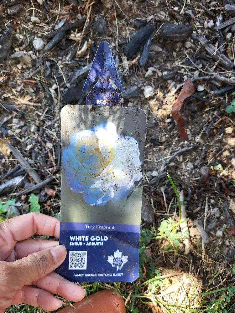 White Gold Shrub Rose with Marigold plant thumbnail