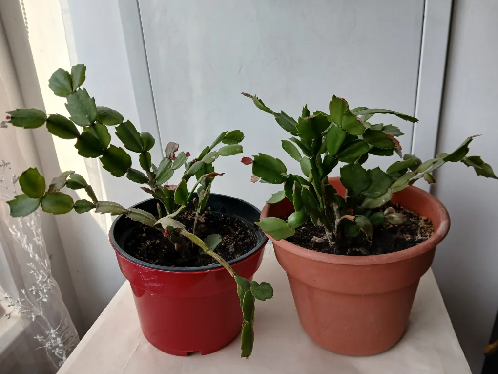 🇨🇦2 Christmas Cactus in Pot available.  $6 each. 🍁 thumbnail