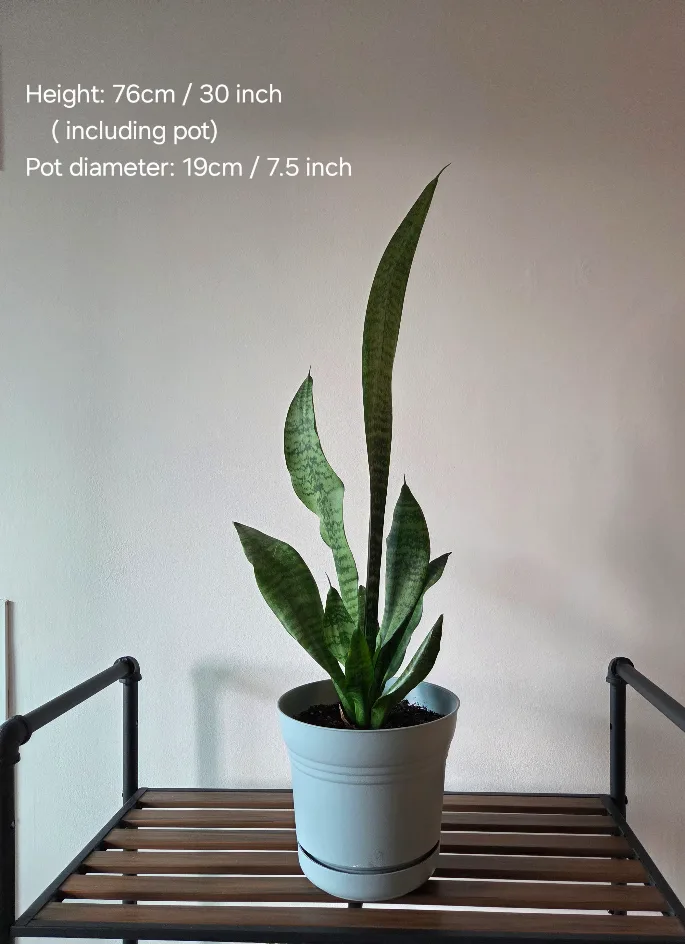 Snake plant thumbnail