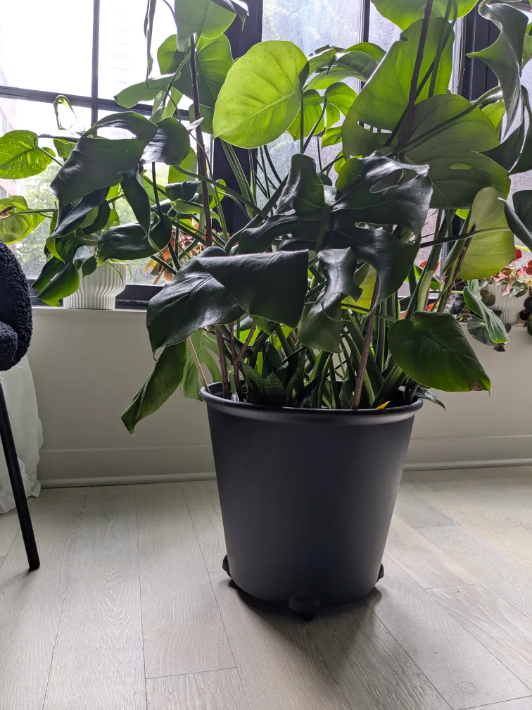 Self-Watering IKEA Plant Pot with Wheels (NEW) image indicator(3)