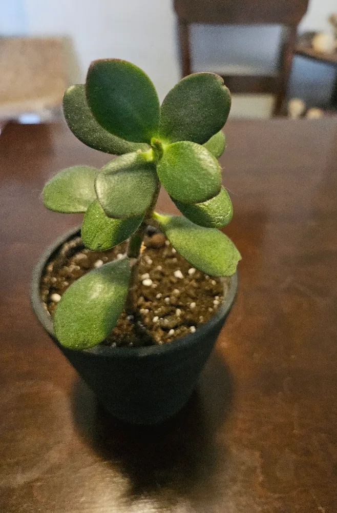 Potted Jade Plant thumbnail