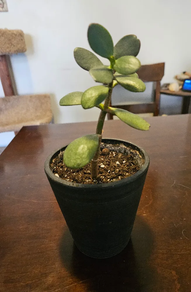 Potted Jade Plant image indicator(2)